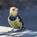 Crested Barbet